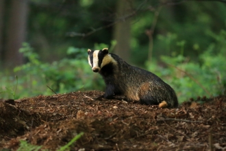 Badger