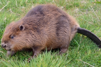 Beaver on grassy bank