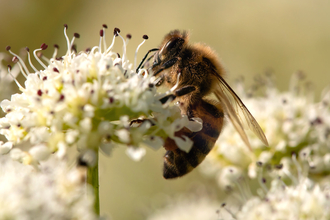 Honeybee on a flower