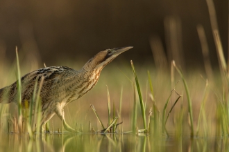 Bittern