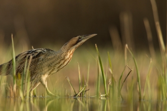 Bittern wading through wetlands