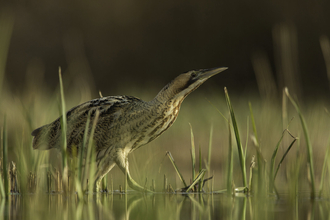 A bittern on wetlands