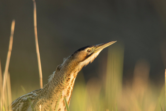  a Bittern