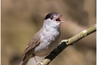 Black cap singing on a branch