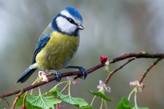Blue tit