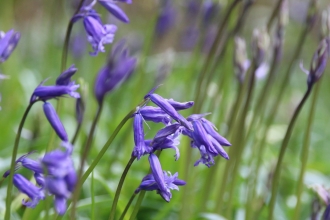 bluebells