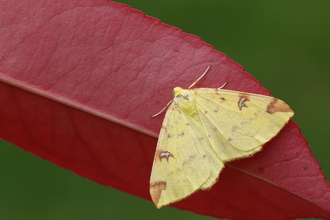 A pale yellow brimstone moth with dark brown patches on the edges of its forewings, resting on the underside of a red leaf.
