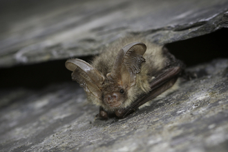 Brown long-eared bat