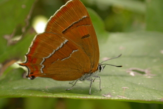 Brown hairstreak