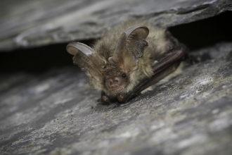 brown long-eared bat