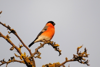 Bullfinch