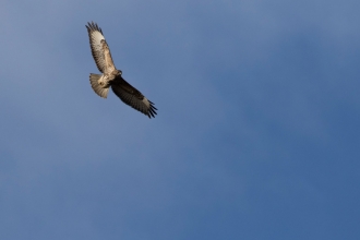 Buzzard