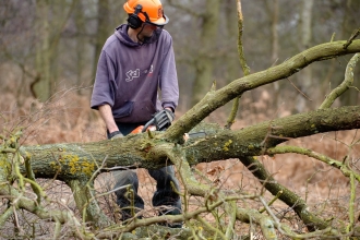 Reserve staff thinning woodland using a chainsaw wearing personal protective equipment