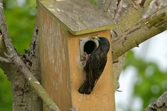 Starling bringing an insect to feed chicks in nest box 