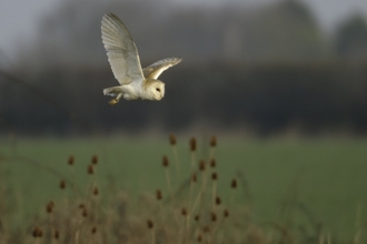 Barn owl over field margin