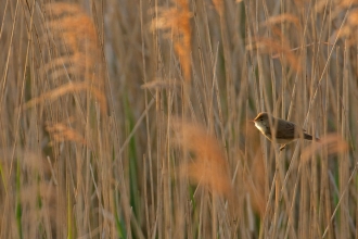 Reed Bird
