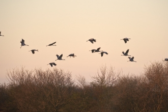 Cranes Flying