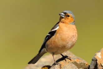 Chaffinch