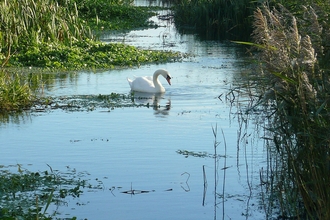 a swan on a narrow river