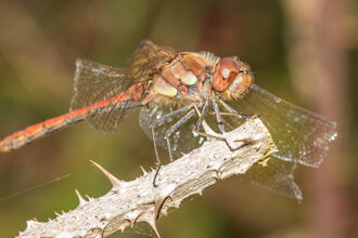 A red common darter dragonfly resting on a twig