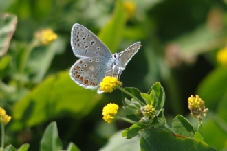 Common Blue Butterfly