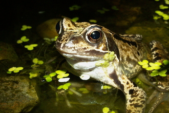 common frog
