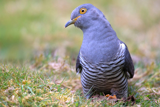 cuckoo listening