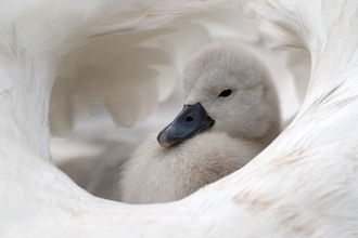 Cygnet
