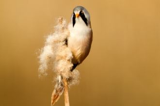Bearded tit