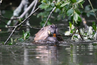 Beaver