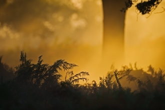 Autumnal mist