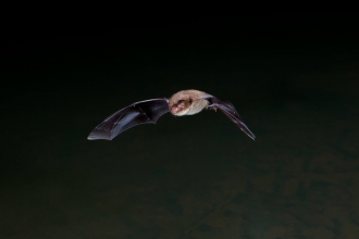 Flying Bat