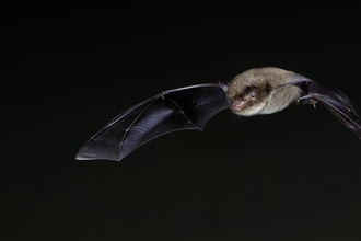 Daubenton's Bat flying against a black night sky