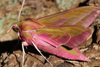A pink and green elephant hawk moth on some bark 