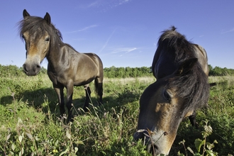 Exmoor ponies conservation grazing