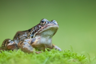 Common frog at Catcott Lows, Somerset 