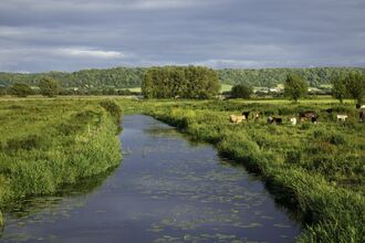 The Sowy River meandering through the flat Somerset Levels, with trees and a woodland in the background.