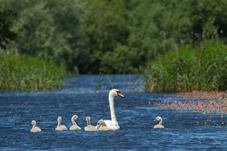 Mute swan and cygnets at Westhay Moor SWT reserve