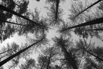 Shadow Forest