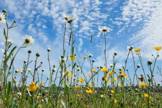 wildflower meadow