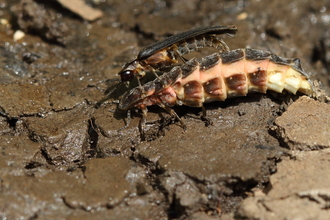 Glow worm
