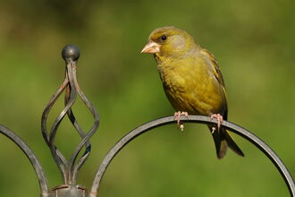 Greenfinch