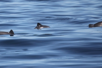 Harbour Porpoise