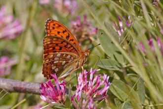 High brown fritillary