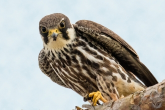 Hobby