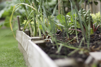 A raised bed in a garden with vegetables growing