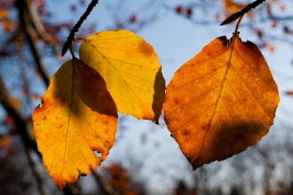 Autumn leaves