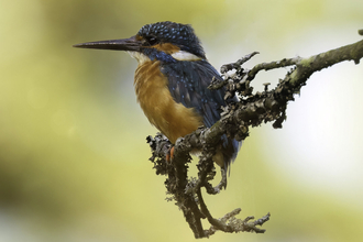 Kingfisher