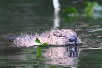 Beaver