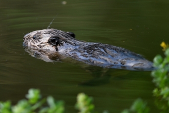 Beaver